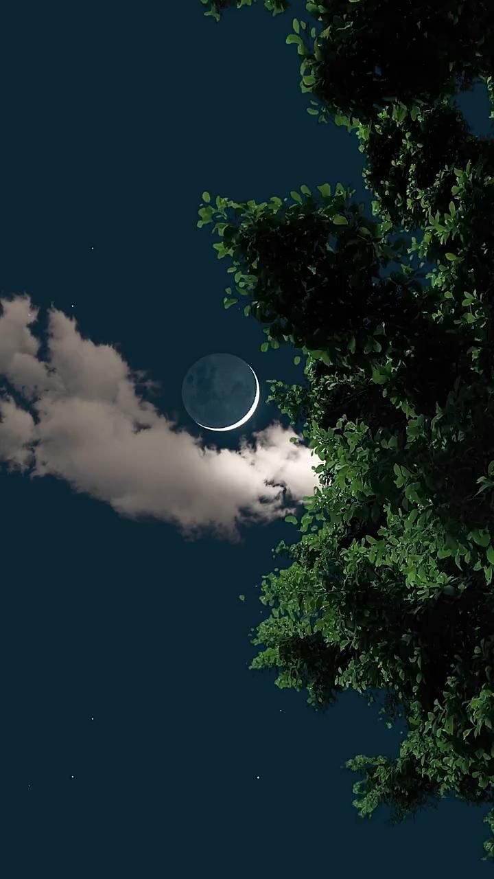 Trees Download Wallpapers