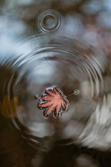 Leaf on water Download Wallpapers