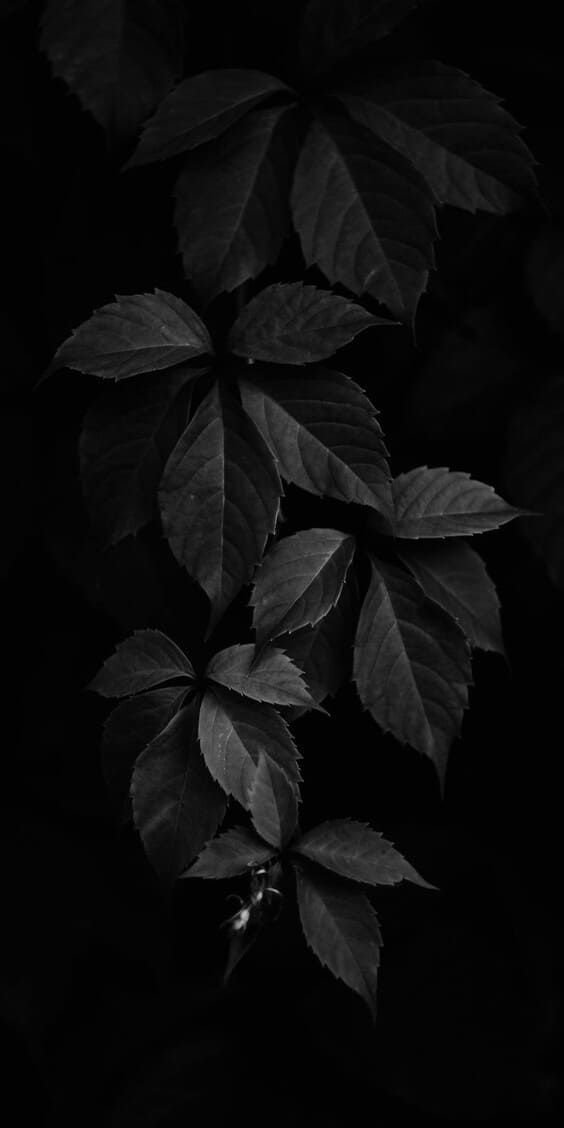 Leaf Download Wallpapers