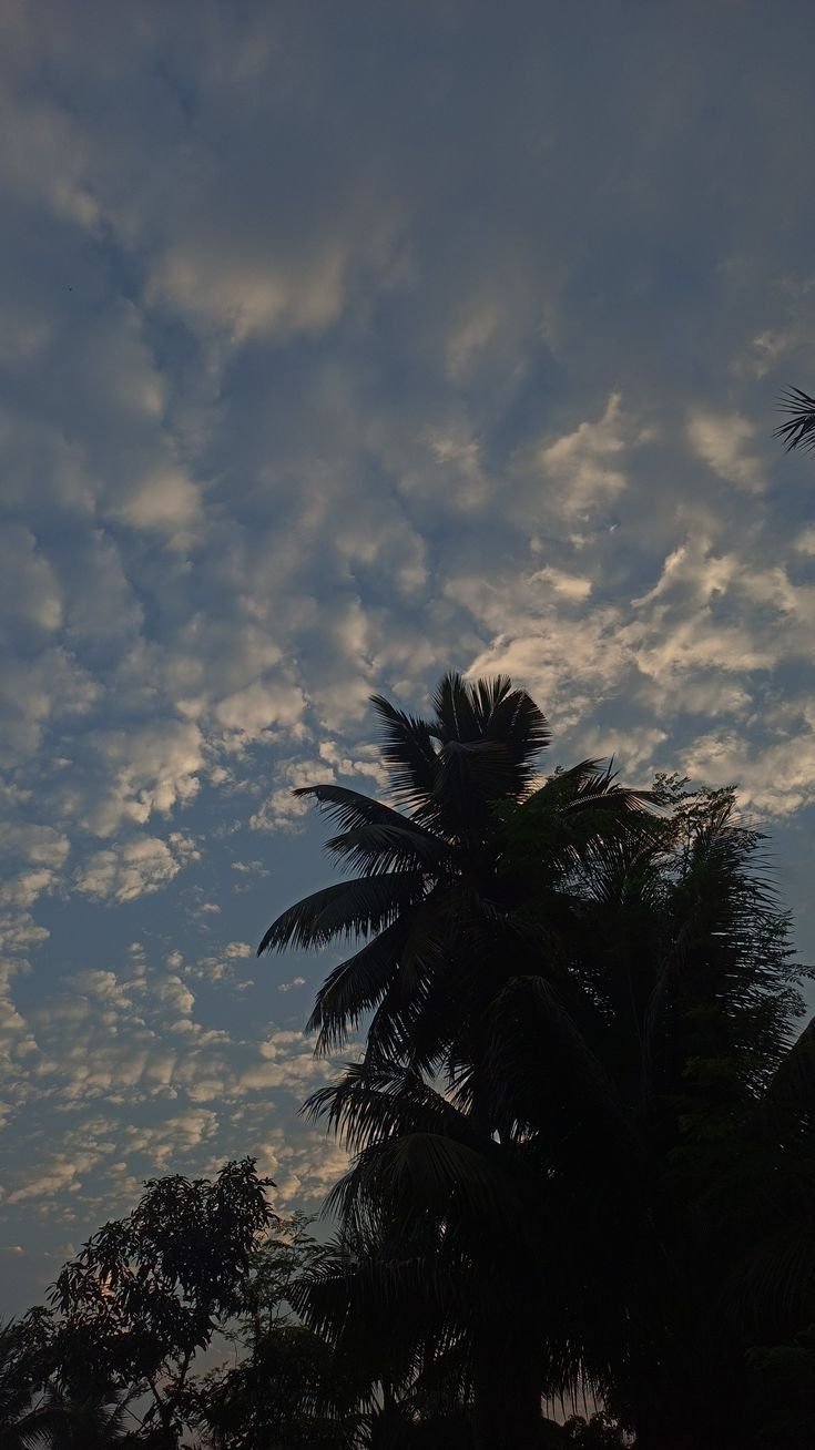 Palm Tree Download Wallpapers