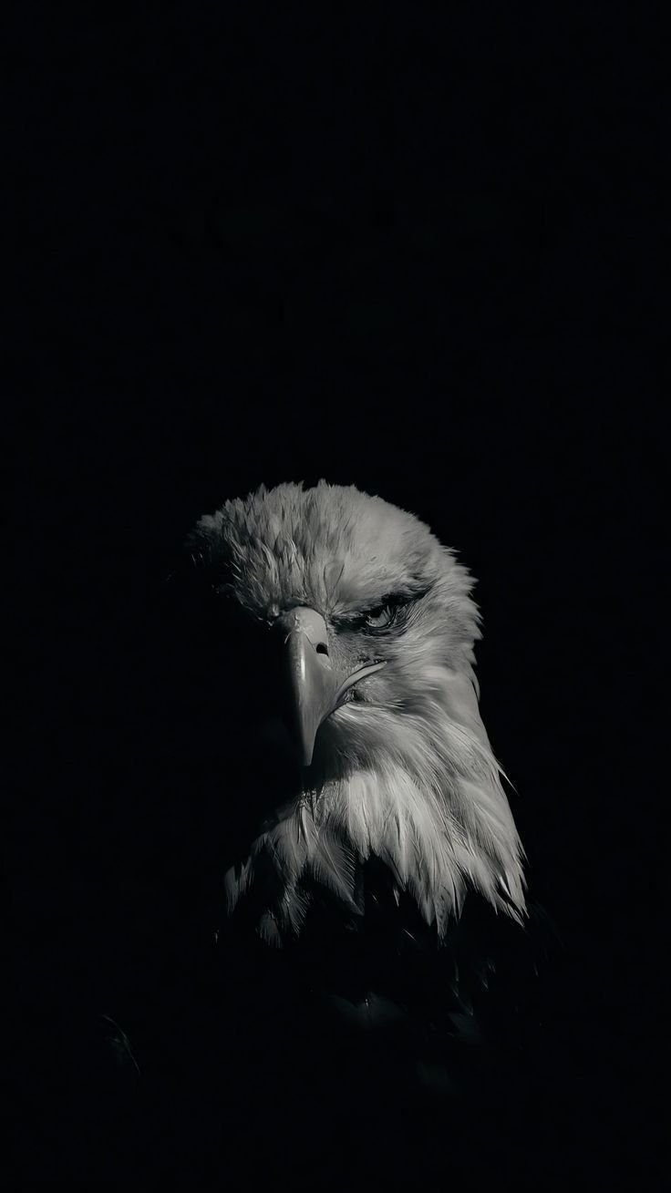 Eagle Download Wallpapers