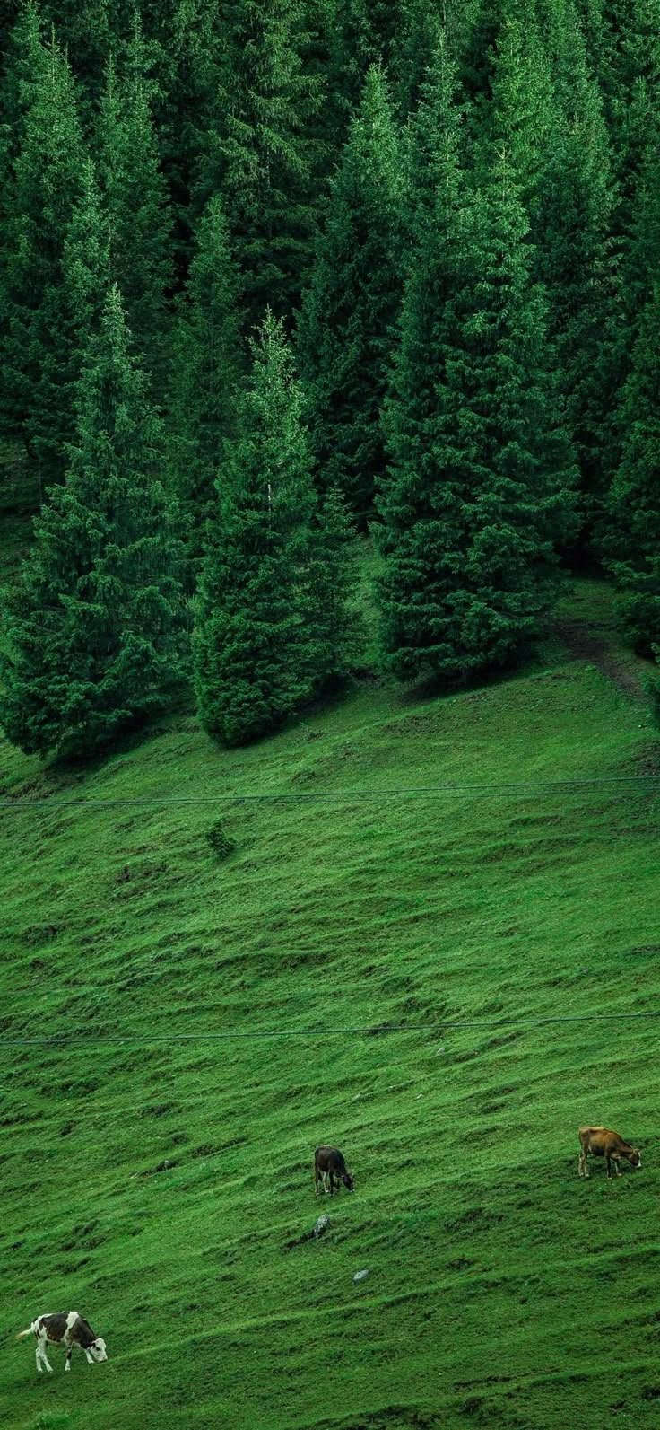 Field Download Wallpapers