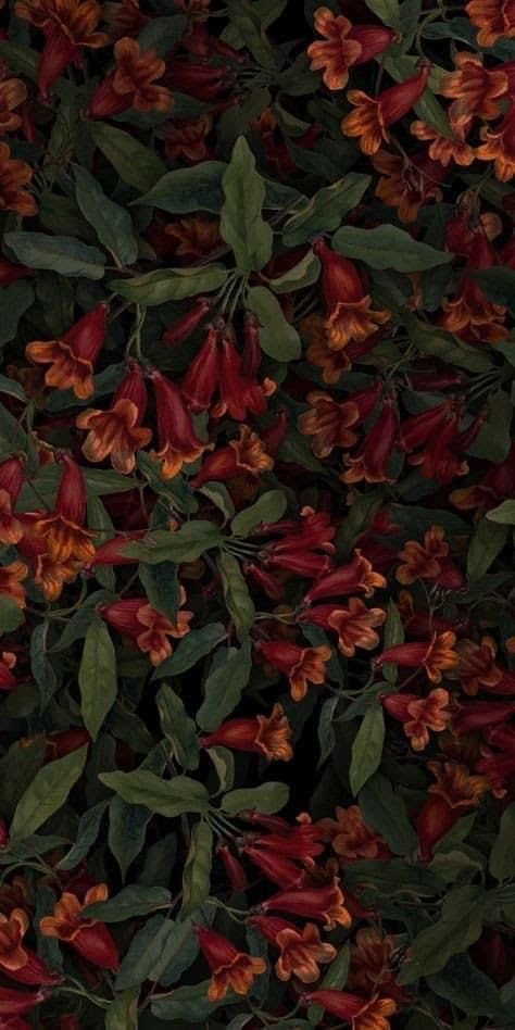 Flower Download Wallpapers