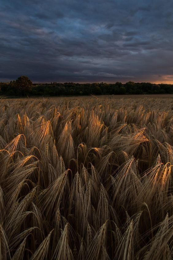 Field Download Wallpapers
