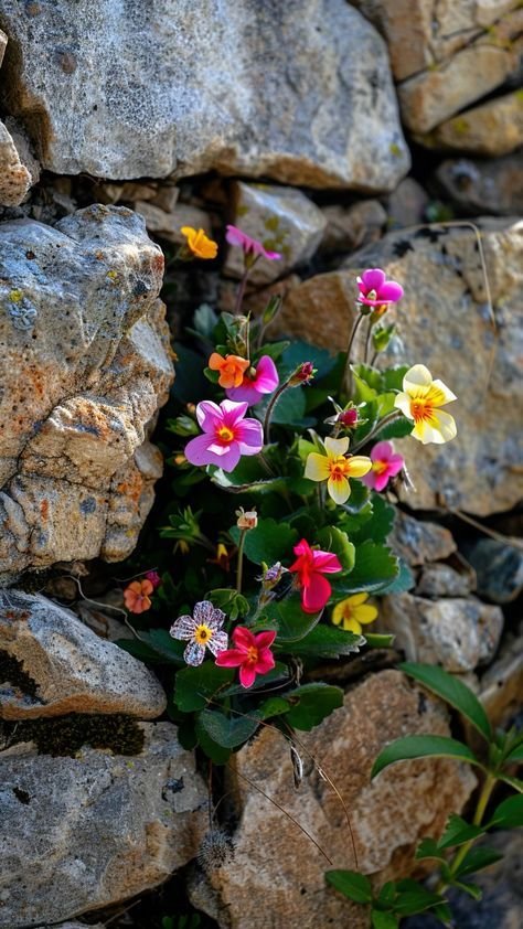 Flower Download Wallpapers