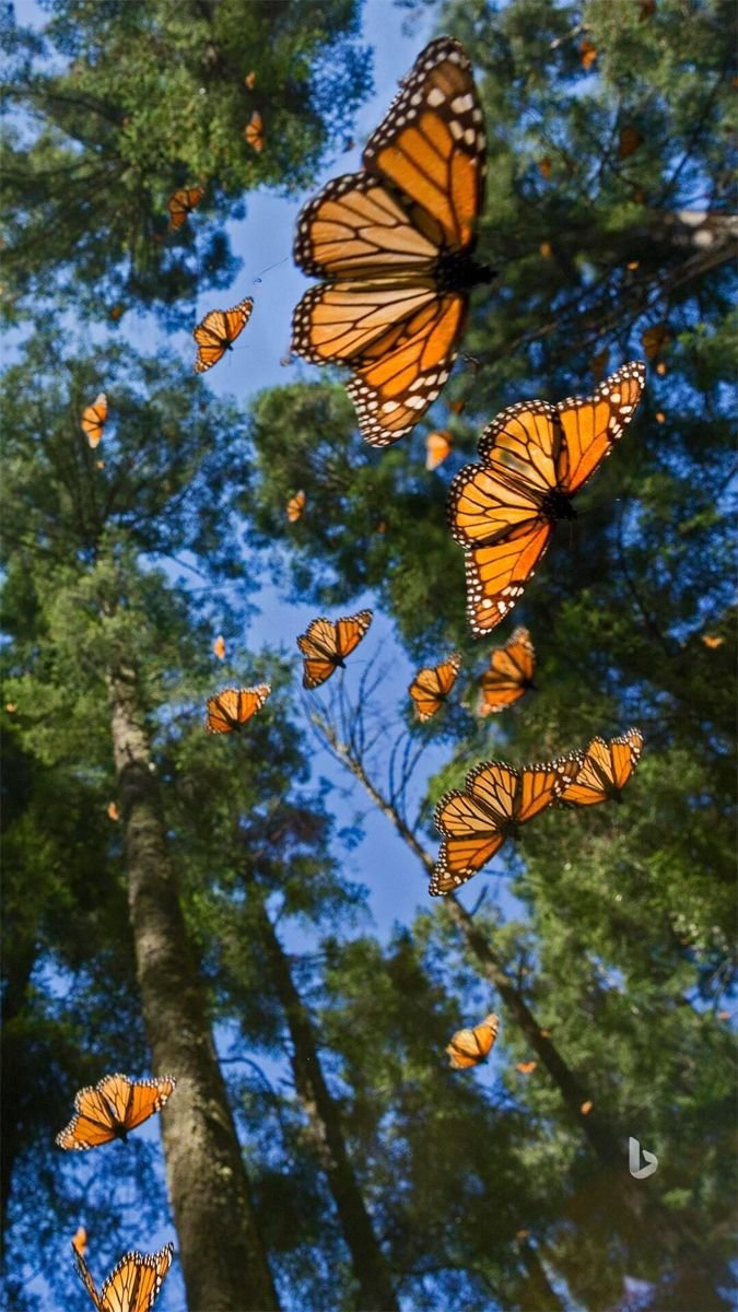 Butterfly Download Wallpapers