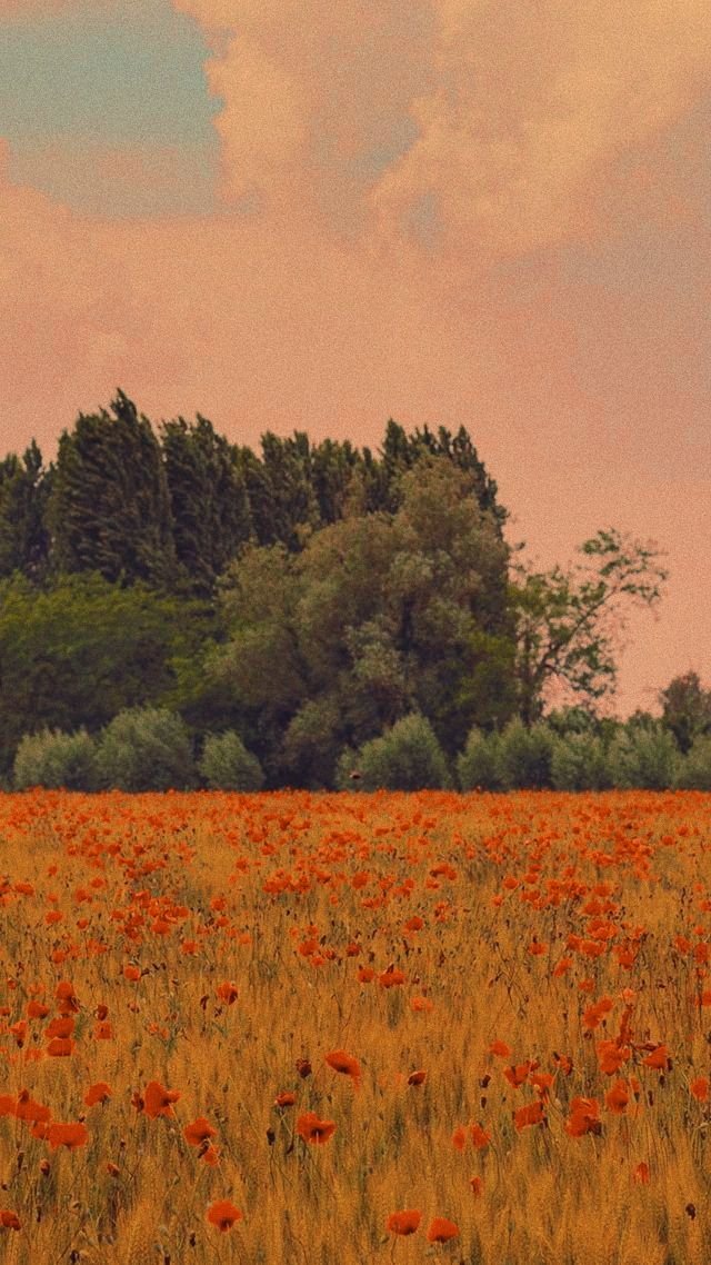 Field Download Wallpapers