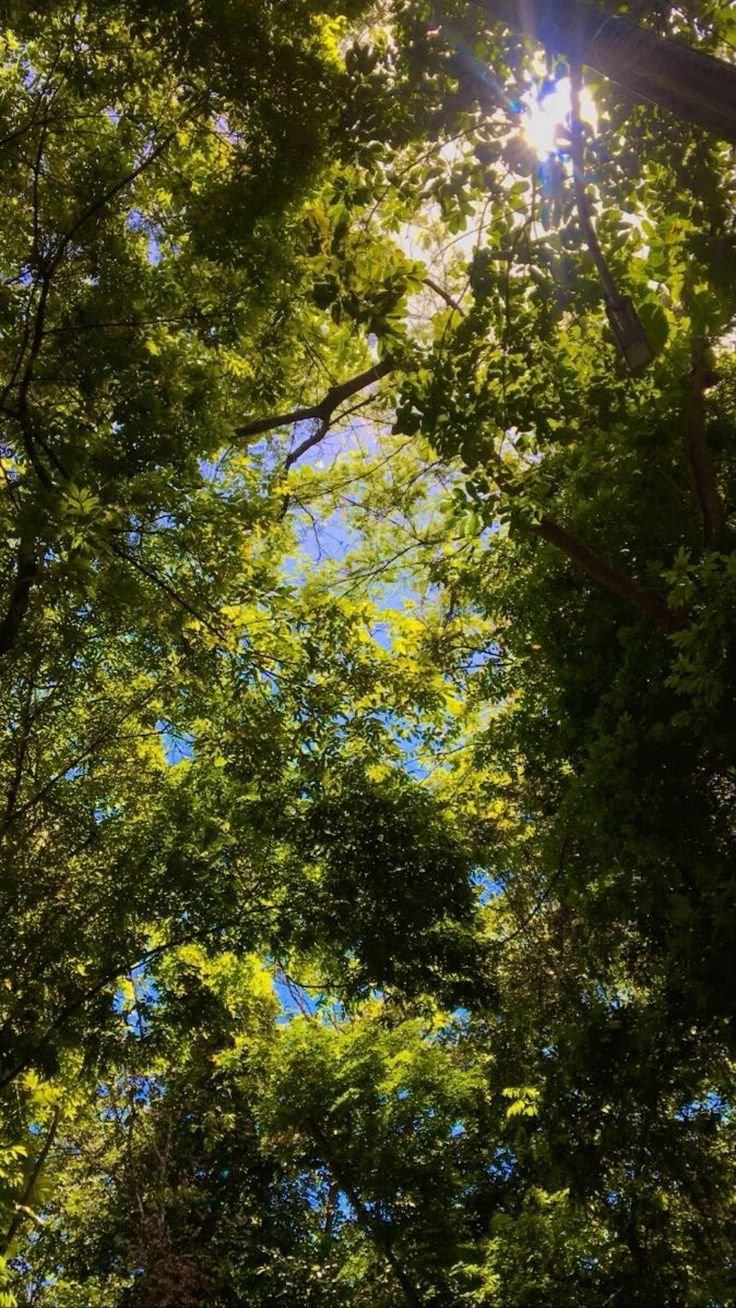 Trees Download Wallpapers