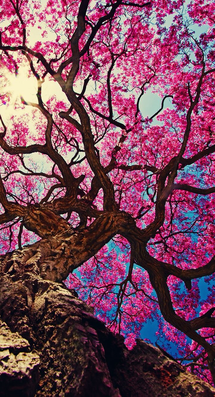 Flower Tree Download Wallpapers