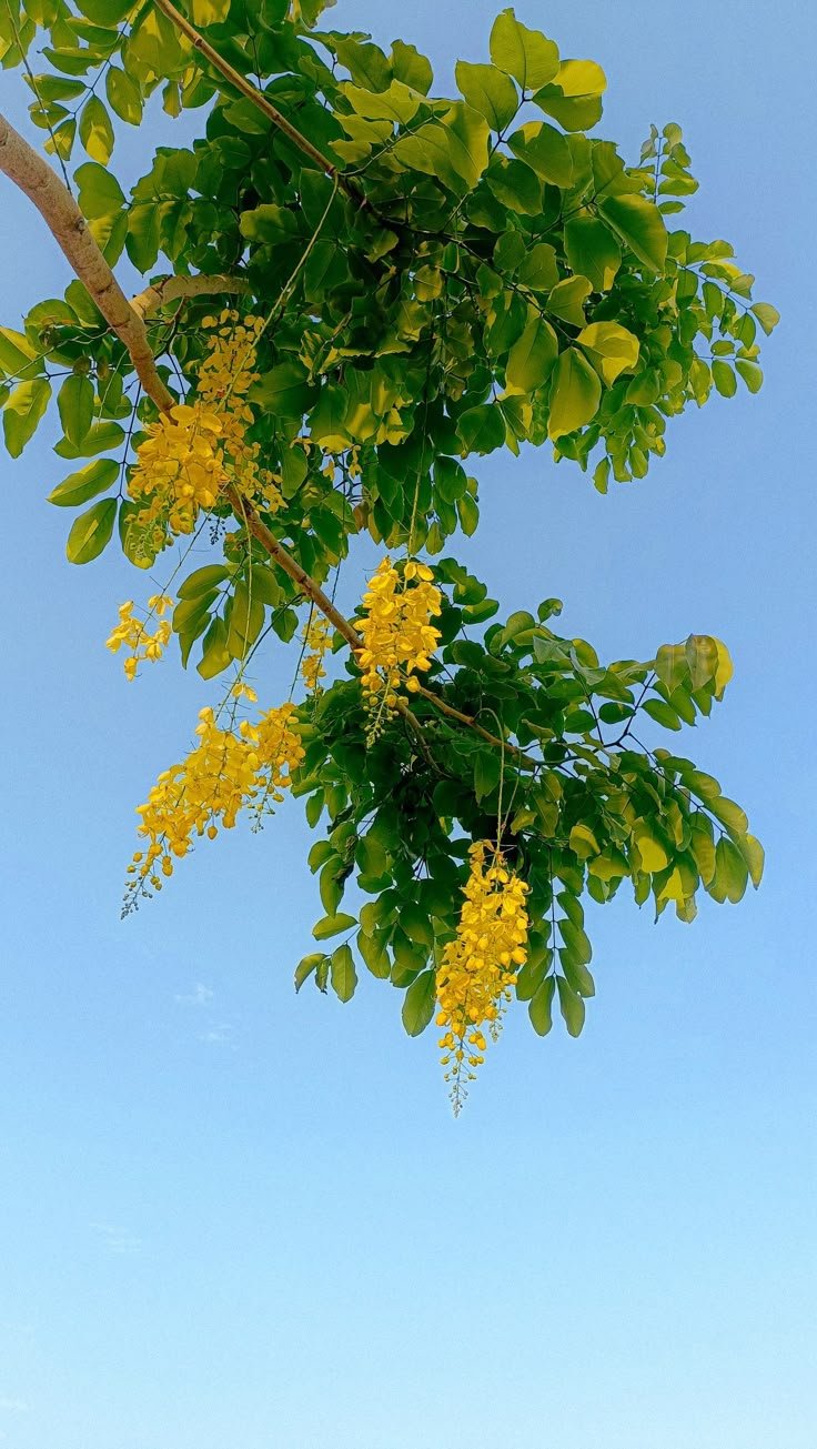 Flower Tree Download Wallpapers