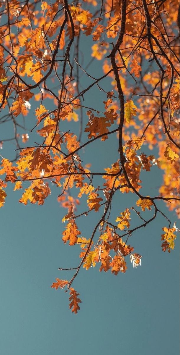 Flower Tree Download Wallpapers