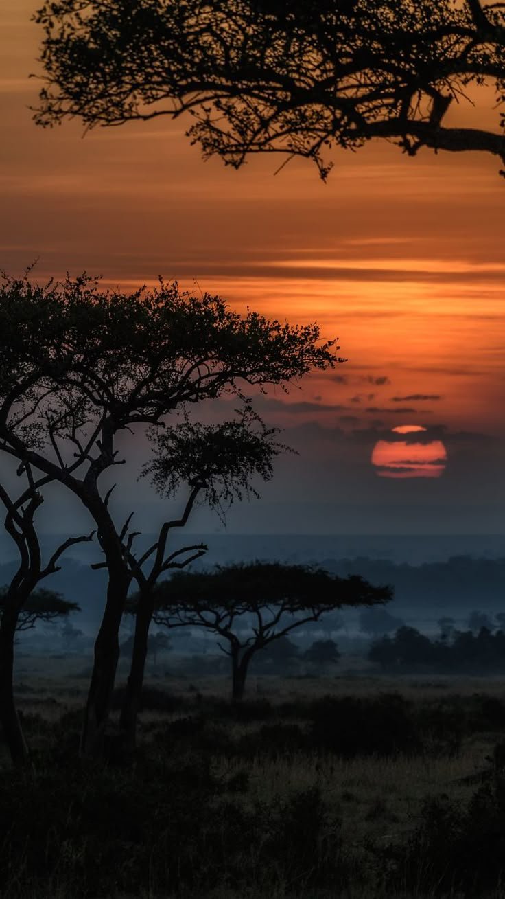 Tree Download Wallpapers