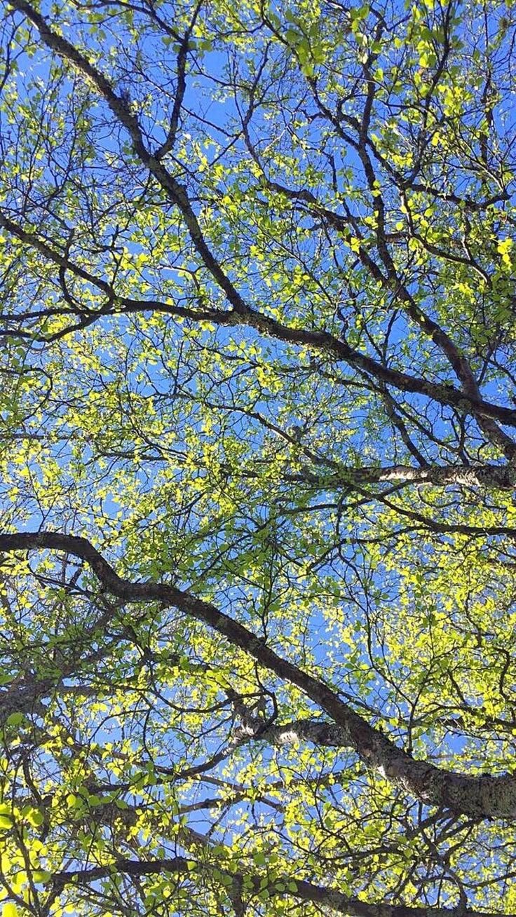 Tree Download Wallpapers