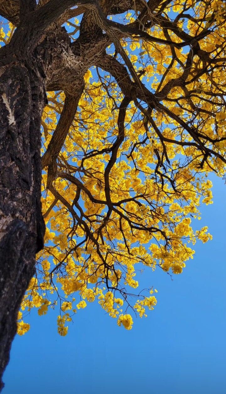 Flower Download Wallpapers