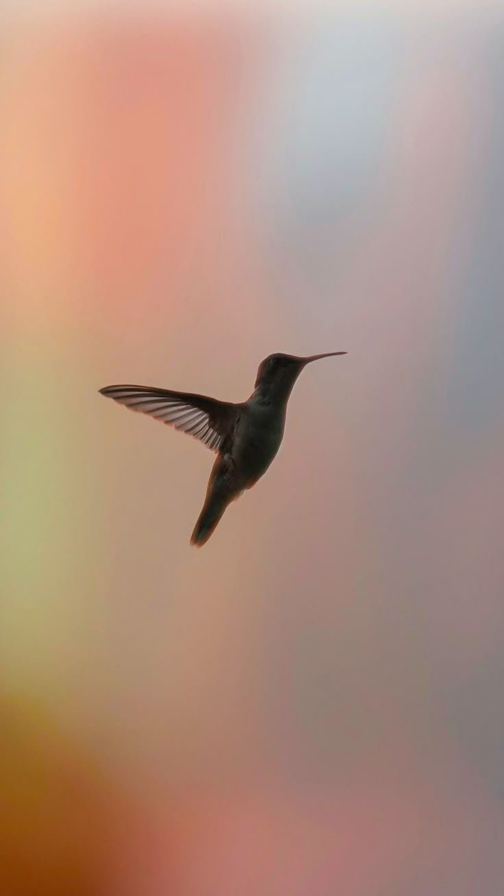 Bird Download Wallpapers