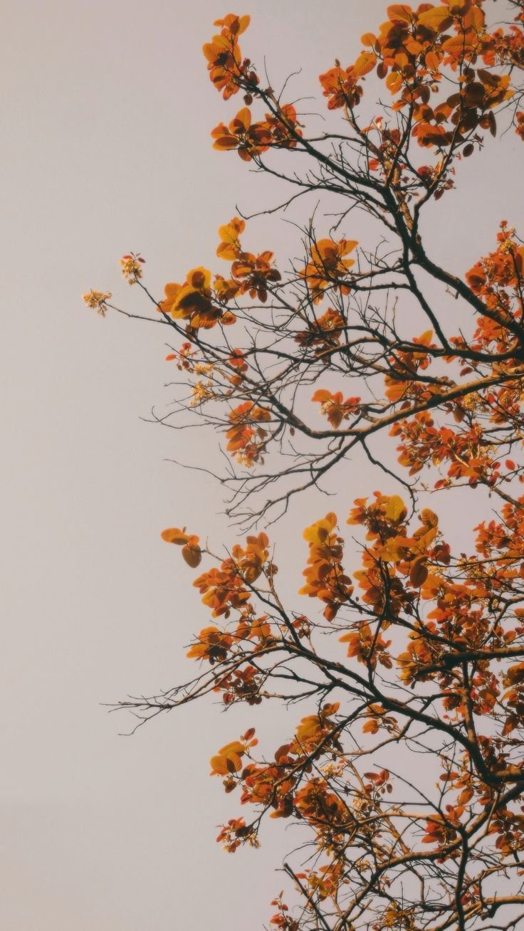 Flower Download Wallpapers