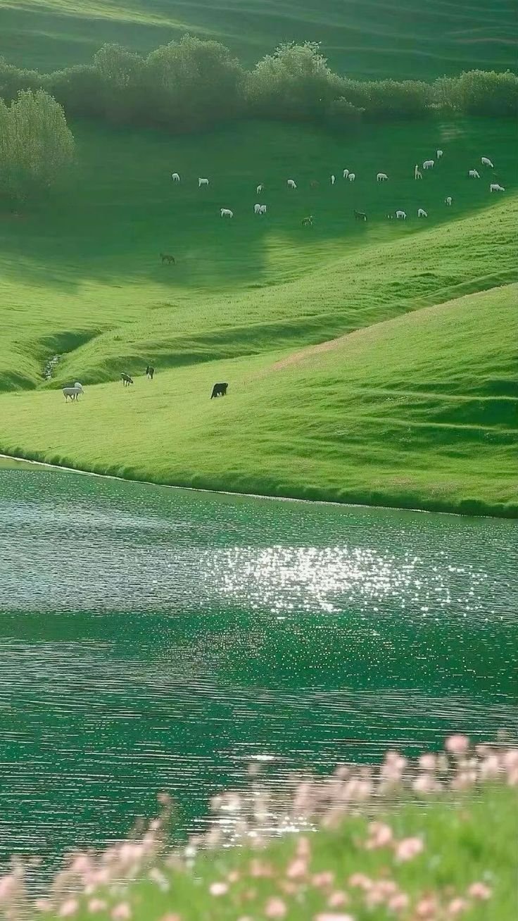 Grassland Download Wallpapers