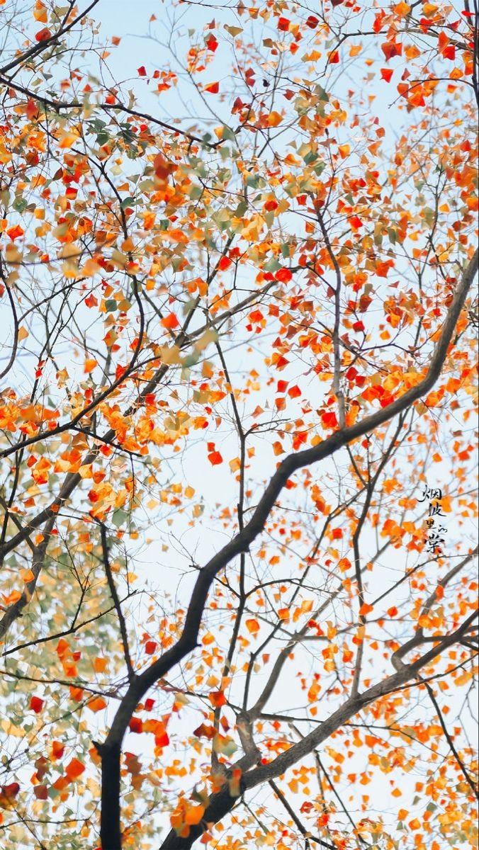 Tree Download Wallpapers