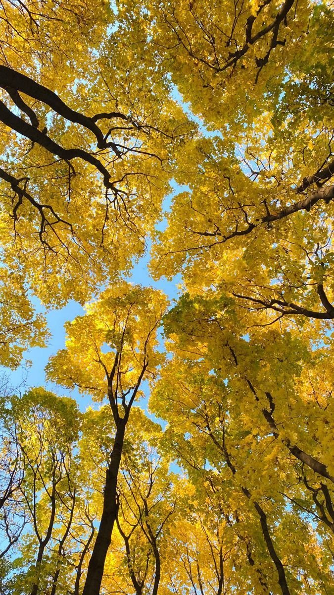 Flower Tree Download Wallpapers