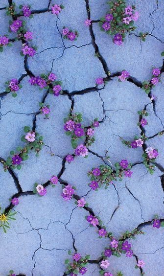 Flower Download Wallpapers