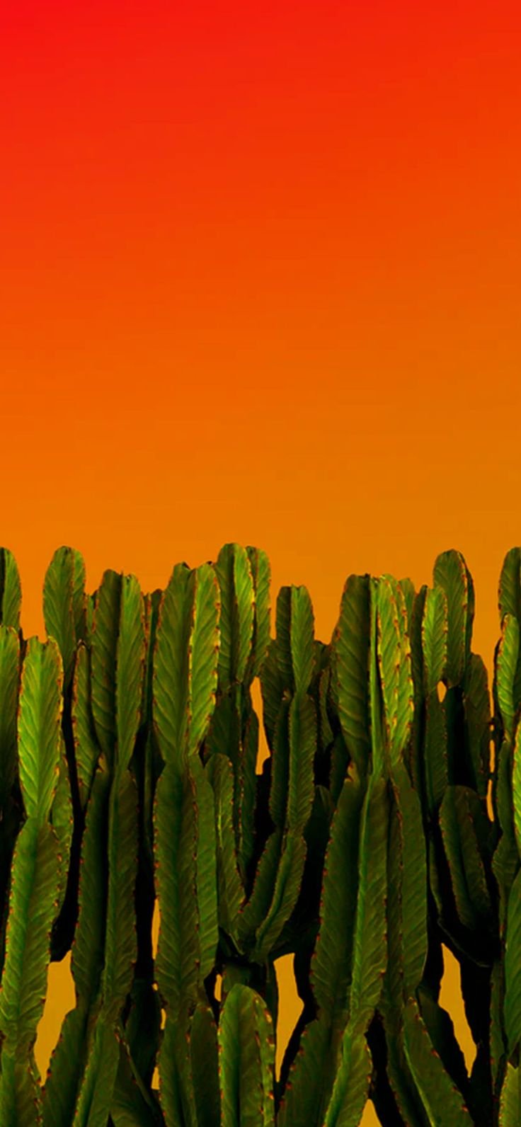 Cactus Download Wallpapers