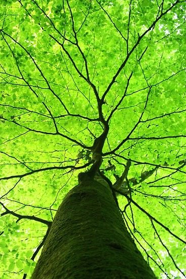 Tree Download Wallpapers