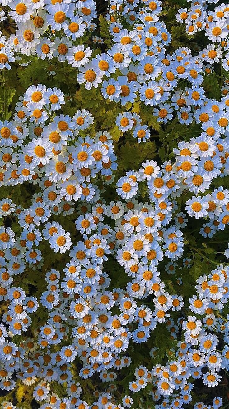 Flower Download Wallpapers