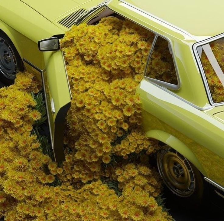 Flower Download Wallpapers