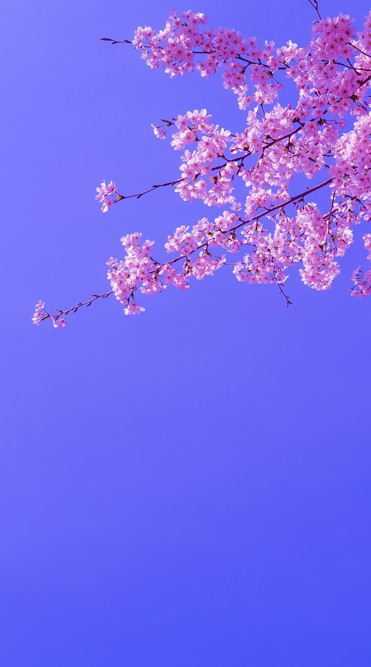 Flower Download Wallpapers