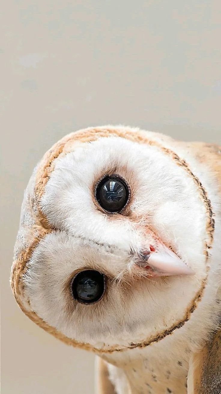 Owl Download Wallpapers