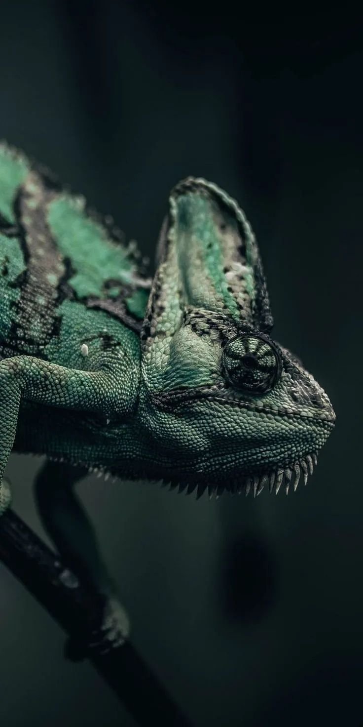 Chameleon Download Wallpapers