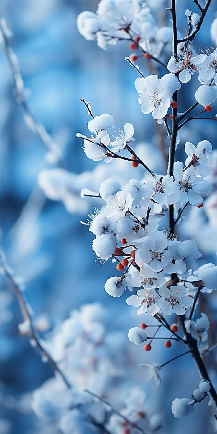 Winter Flower Download Wallpapers