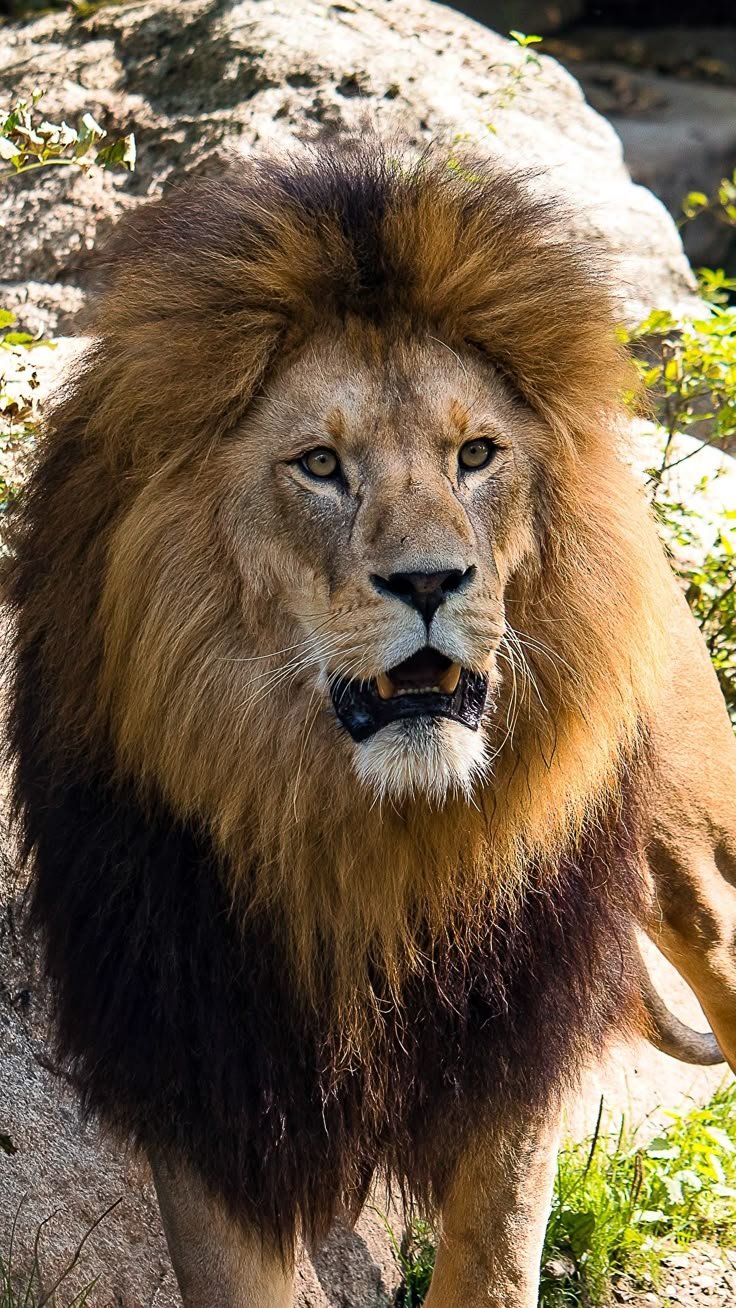 Lion Download Wallpapers
