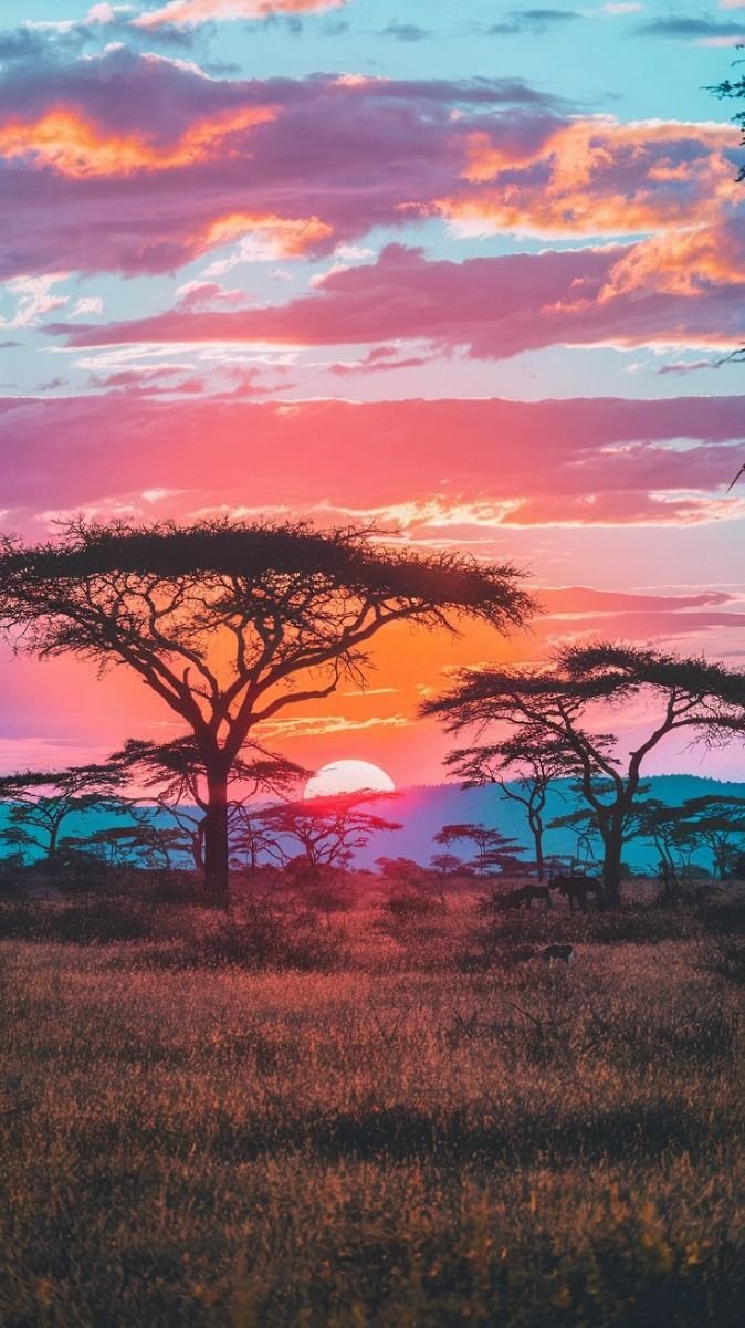 Tree Download Wallpapers