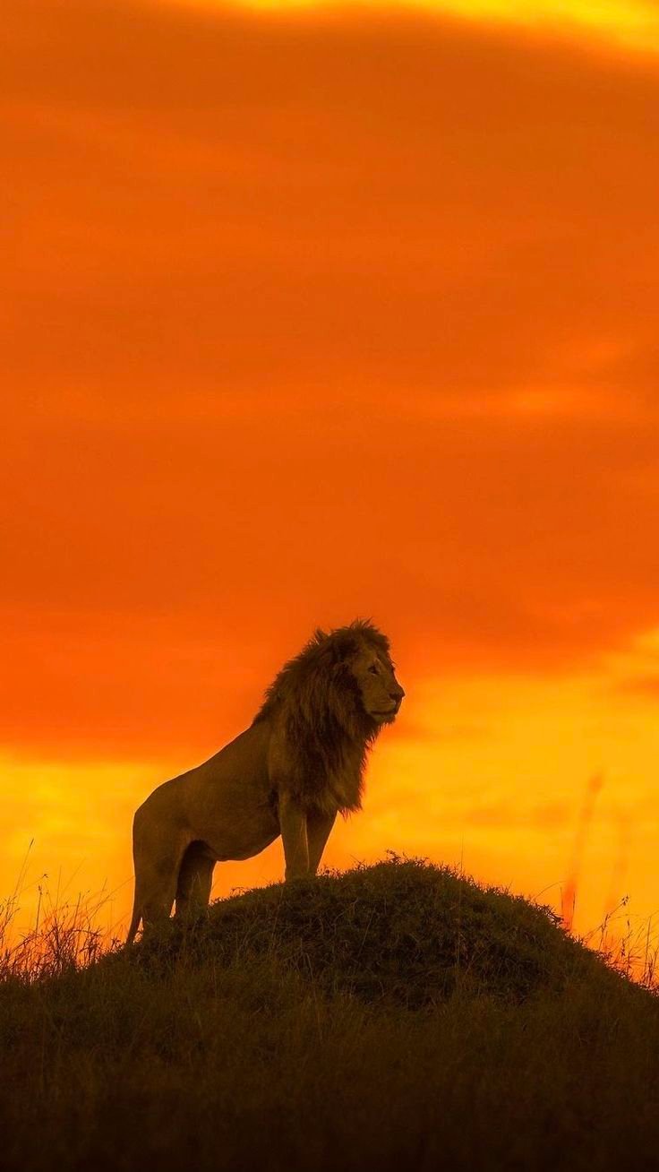 Lion Download Wallpapers
