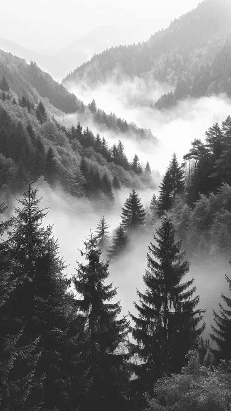 Woods Download Wallpapers
