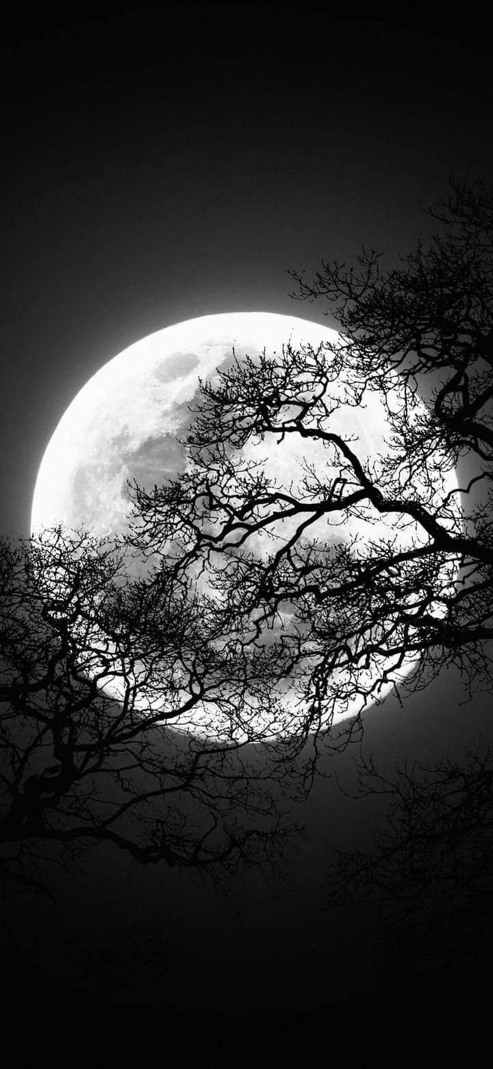 Branches Download Wallpapers