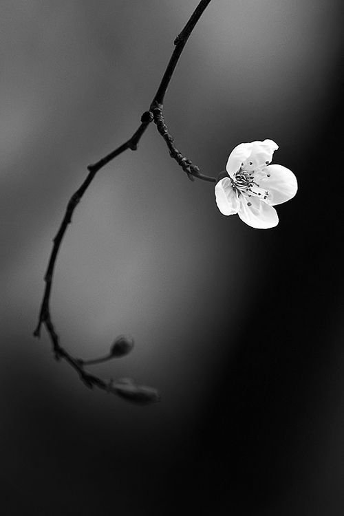Flower Download Wallpapers