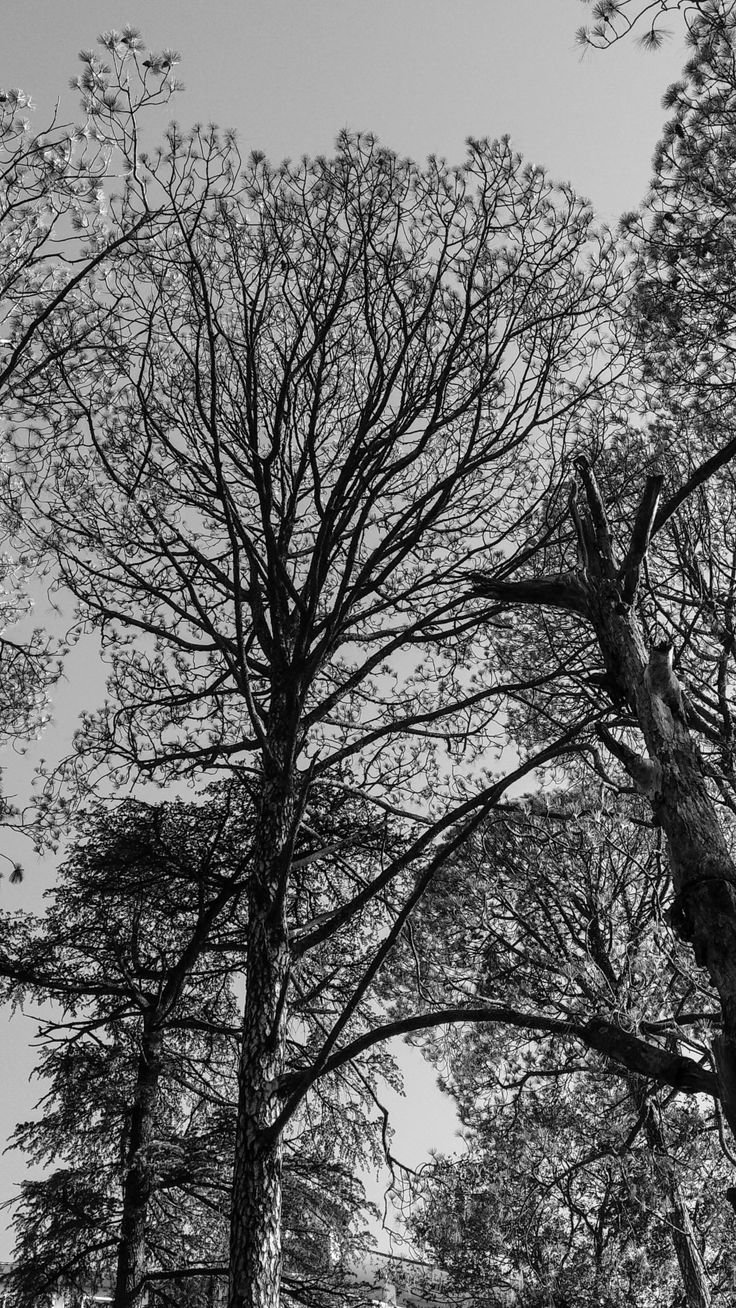 Tree branches Download Wallpapers