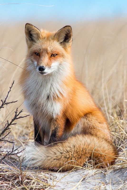 Red Fox Download Wallpapers
