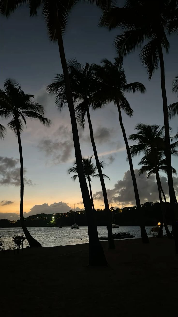 Palm Trees Download Wallpapers