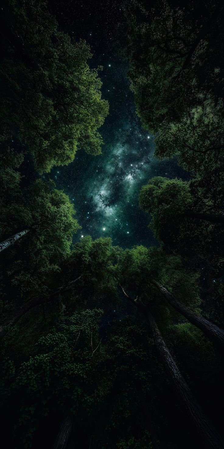 Trees Download Wallpapers