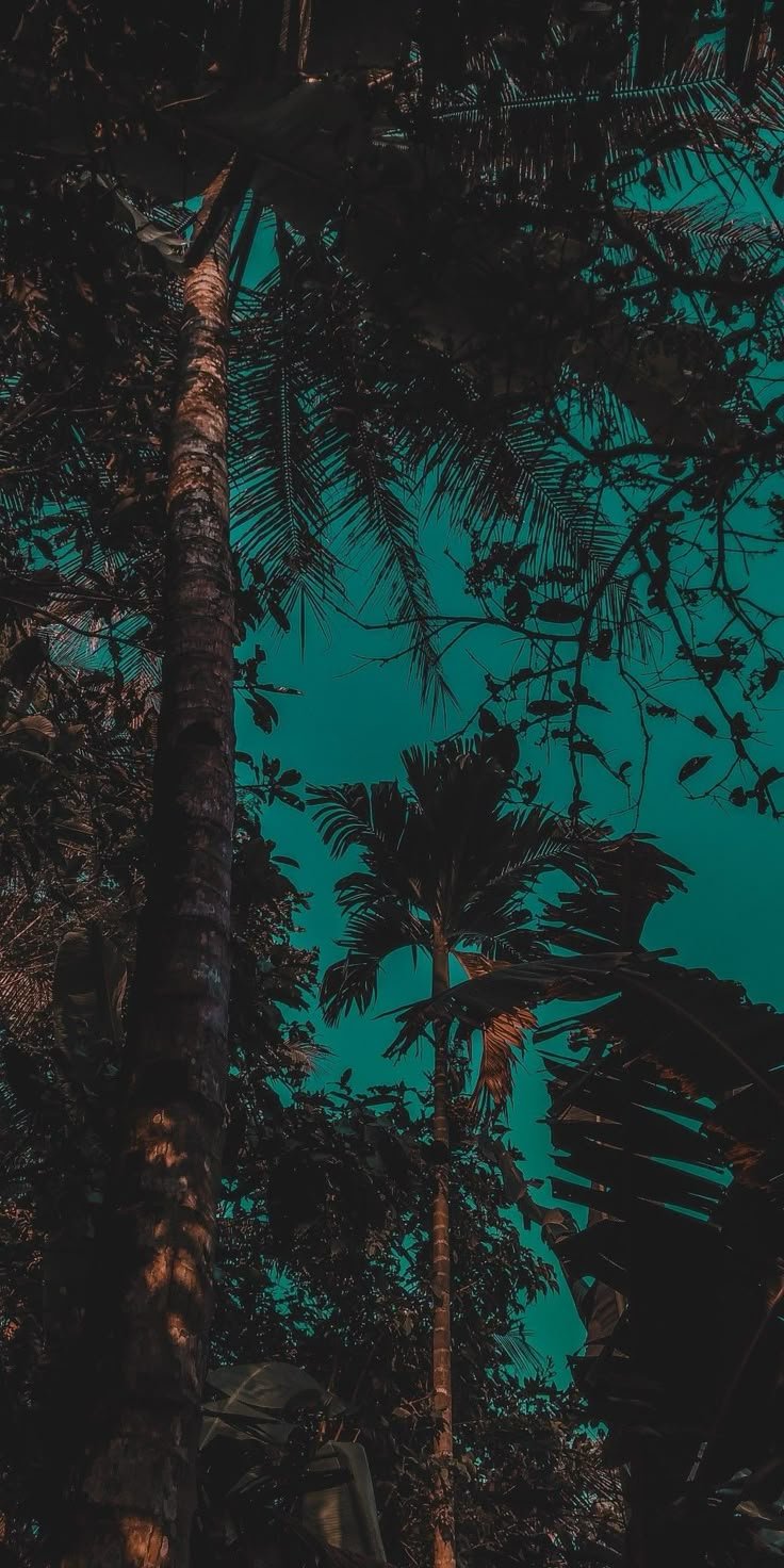 Tree Download Wallpapers