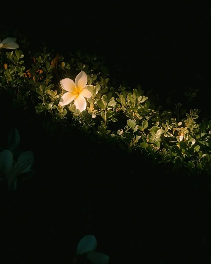 Flower Download Wallpapers