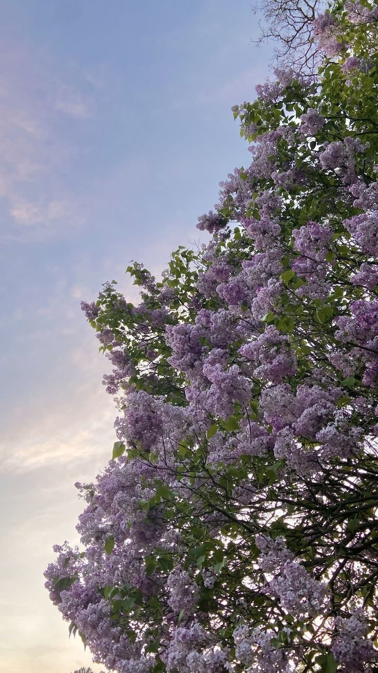 Flower Tree Download Wallpapers