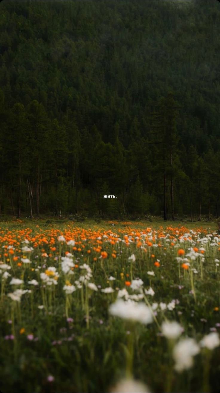 Flowers Download Wallpapers