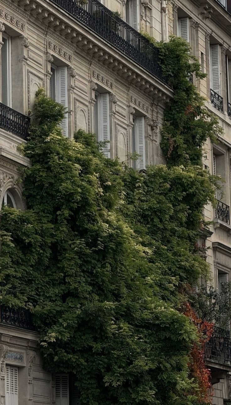 Trees on Building Download Wallpapers