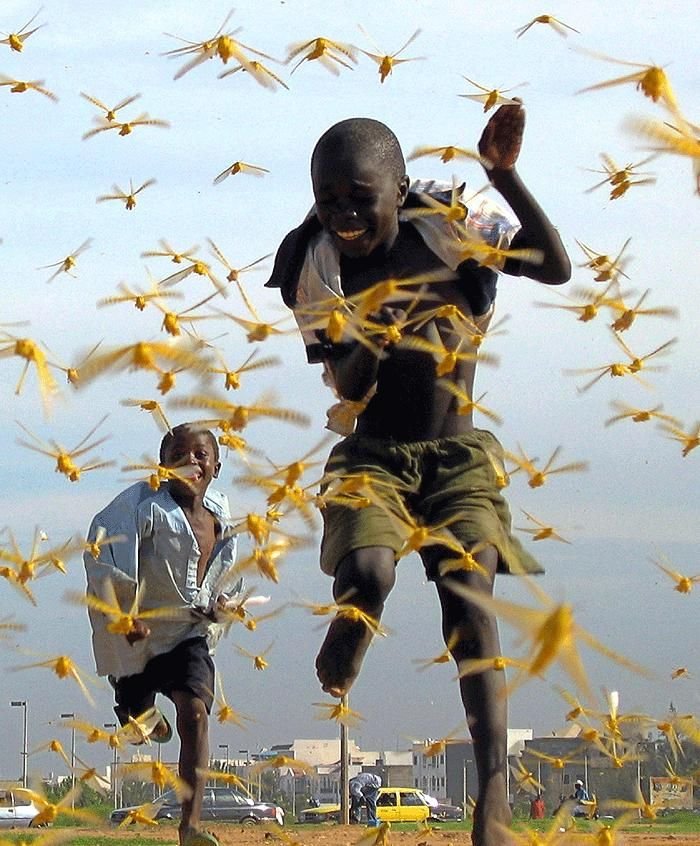 Swarm Download Wallpapers