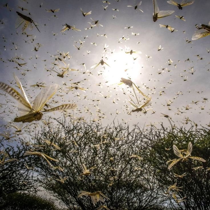 Swarm Download Wallpapers