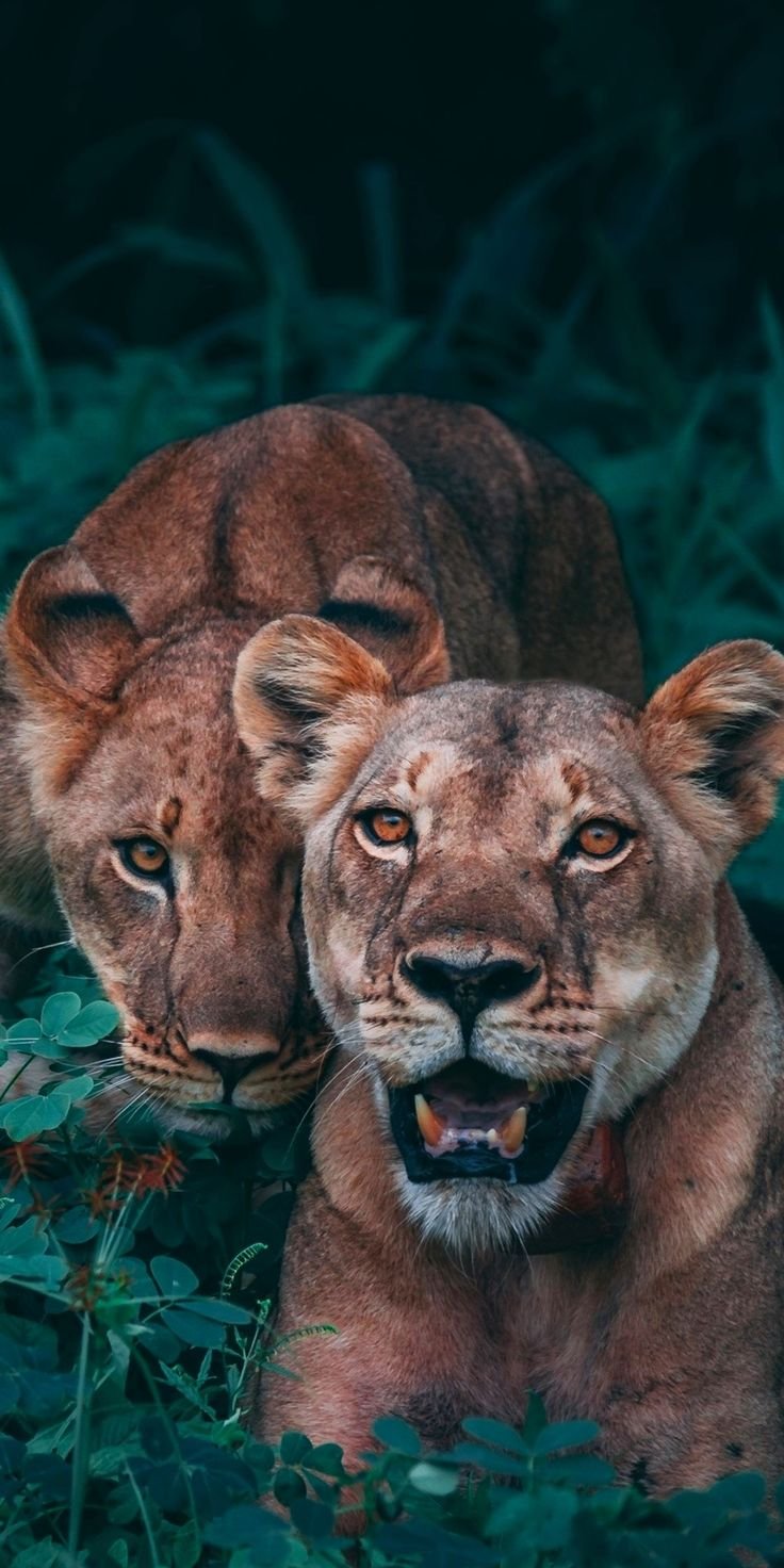 Lion Download Wallpapers